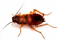 Brown banded cockroach — Jefferson City, MO — Art’s Pest Control