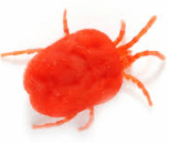 Chigger — Jefferson City, MO — Art’s Pest Control