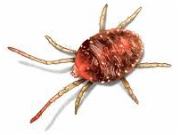 Clover mite — Jefferson City, MO — Art’s Pest Control