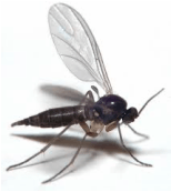 Fungus gnat — Jefferson City, MO — Art’s Pest Control