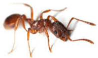 Pavement ant — Jefferson City, MO — Art’s Pest Control
