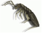Springtail — Jefferson City, MO — Art’s Pest Control