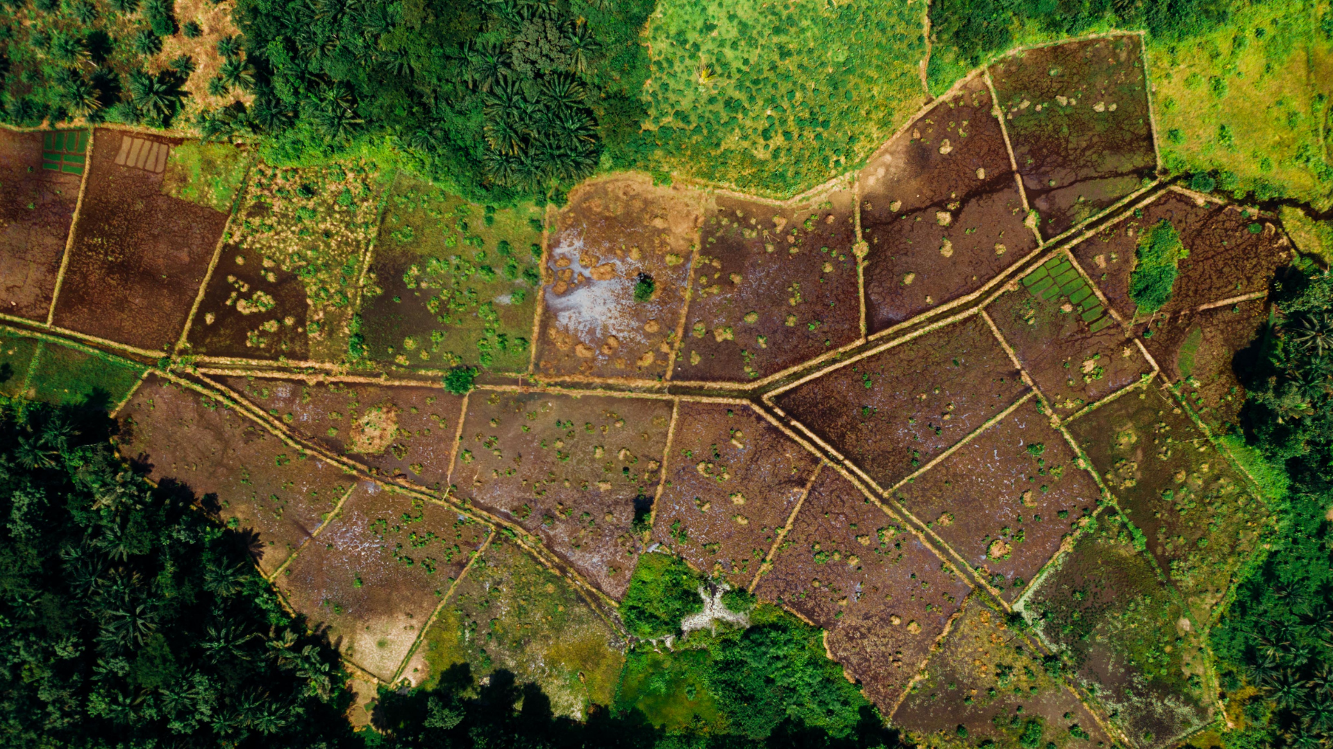 An aerial view of a field surrounded by trees and grass.