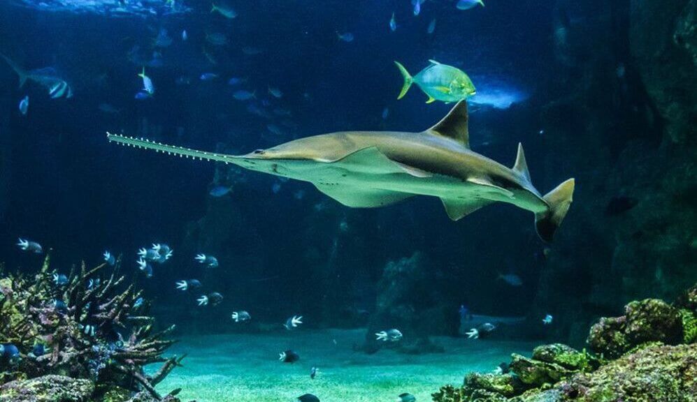 limo service to Dallas Aquarium