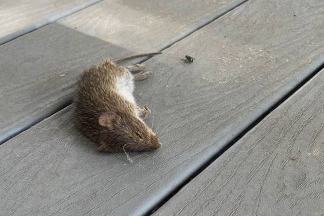 Rodent Control - Waukomis, OK - Actshon Pest Control