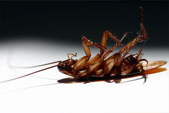 A cockroach is laying on its back on a white surface - Waukomis, OK - Actshon Pest Control