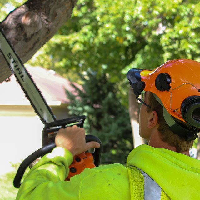 A man wearing an orange helmet is using a stihl chainsaw