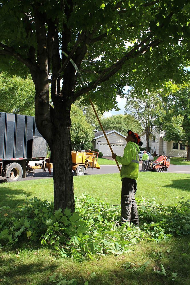 A man is cutting a tree with a chainsaw in a yard.