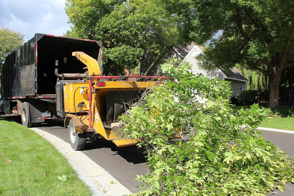 A bulldozer is carrying a tree branch in its bucket.