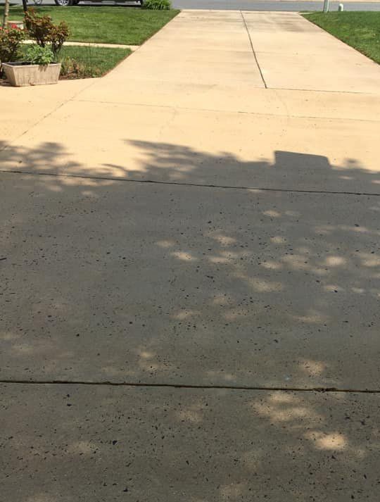 A shadow of a tree is cast on a concrete sidewalk.