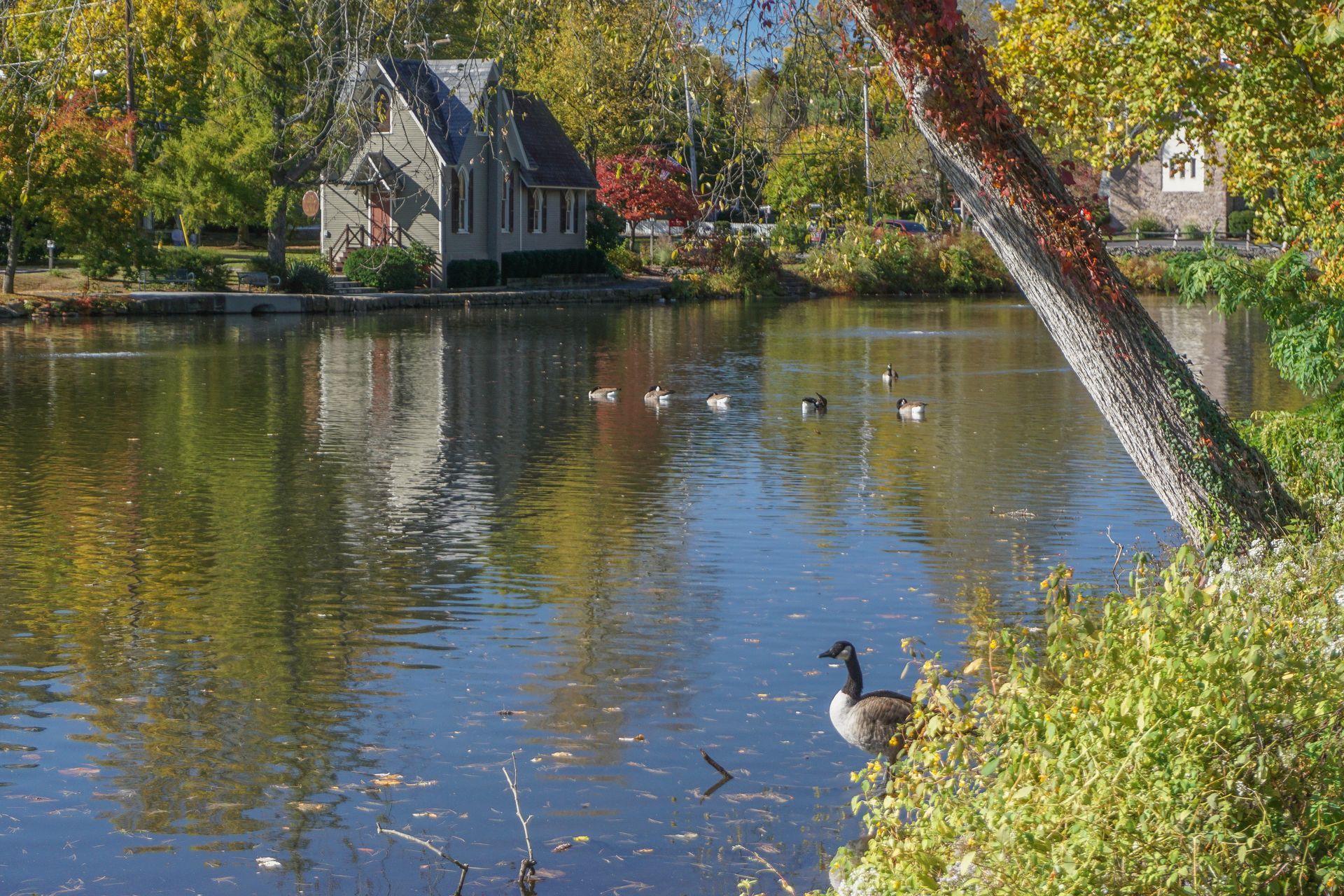 A serene pond reflects a small building, surrounded by fall foliage. A goose sits on the bank. A serene pond reflects a small building, surrounded by fall foliage. A goose sits on the bank.