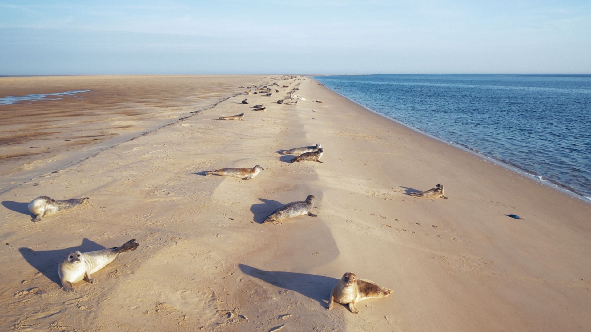 Seals resting on a sandbank in the Dutch Wadden Sea (UNESCO World Heritage)