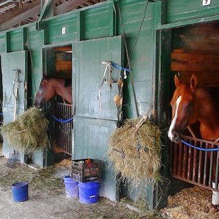 Two horses are eating hay in a barn.