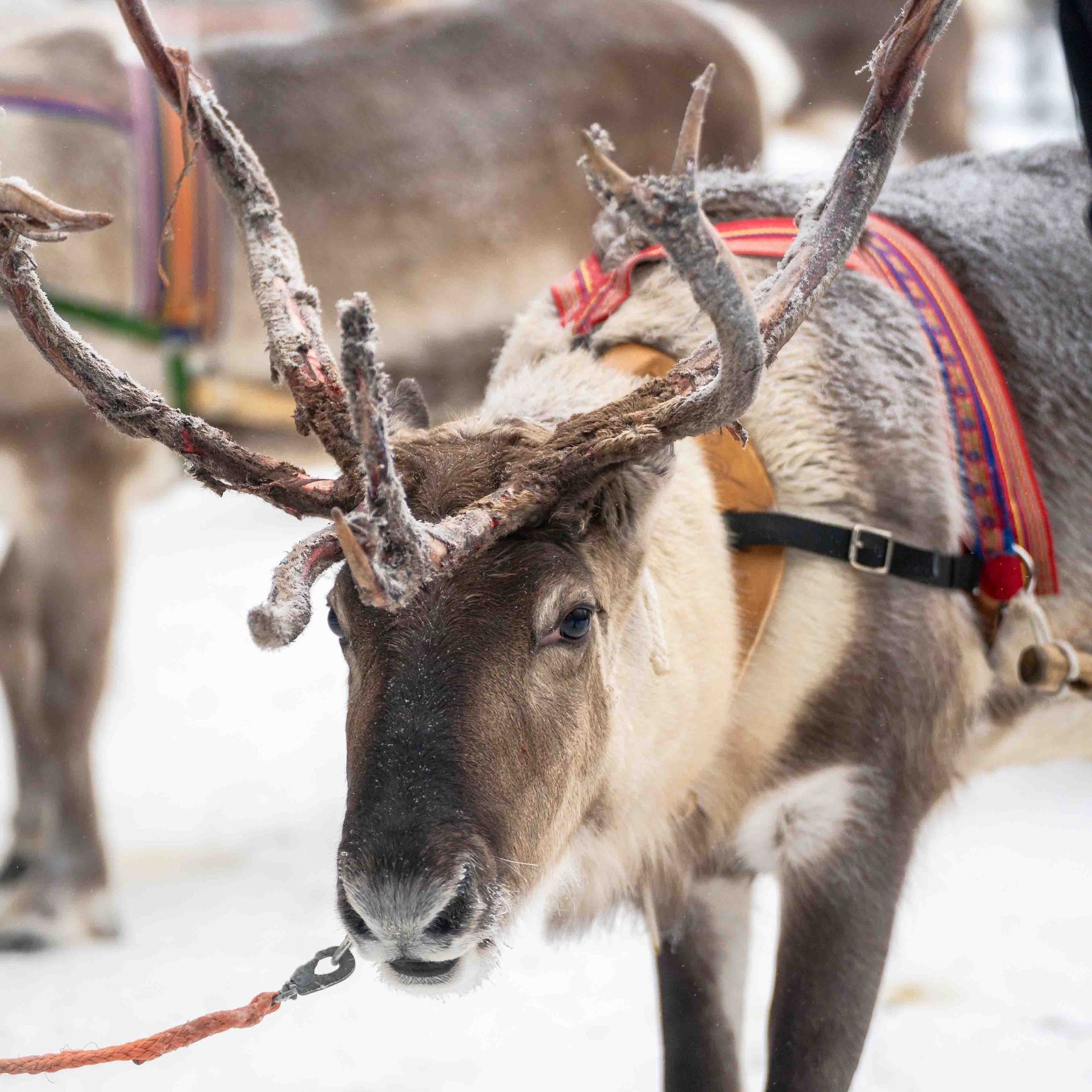 Reindeer in Rovaniemi
