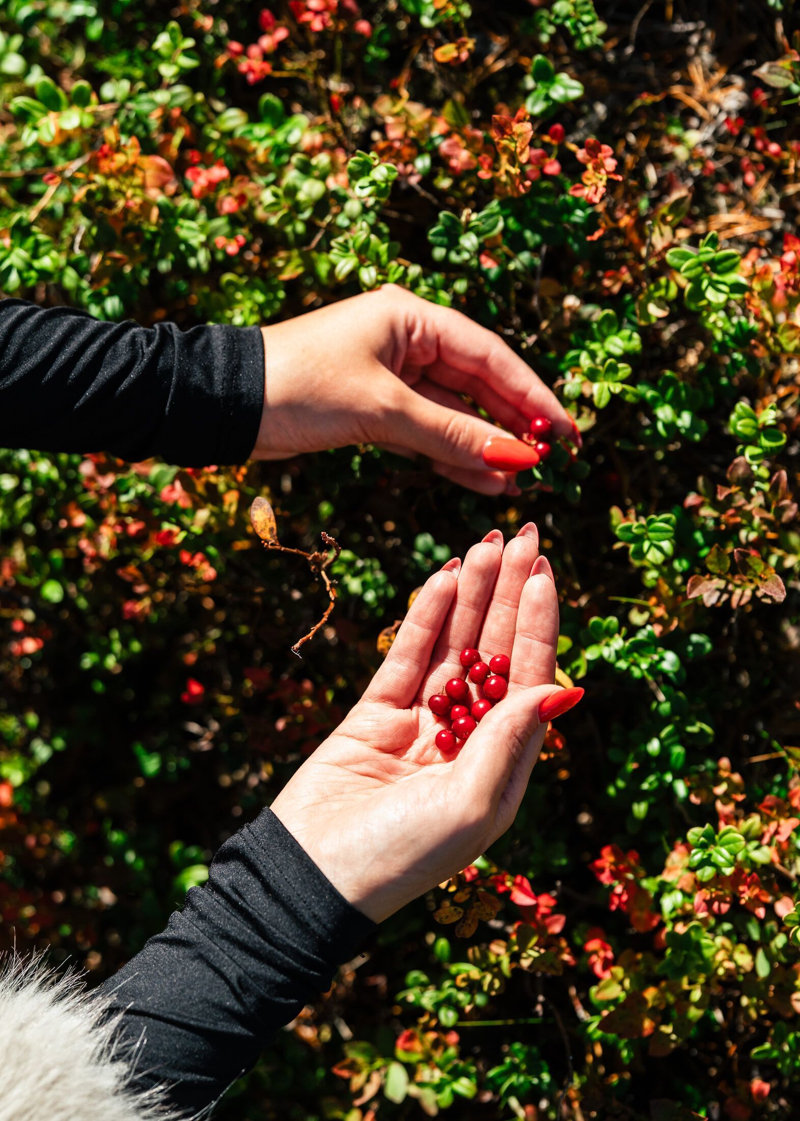 Hands holding freshly picked lingonberries in an autumn forest in Lapland