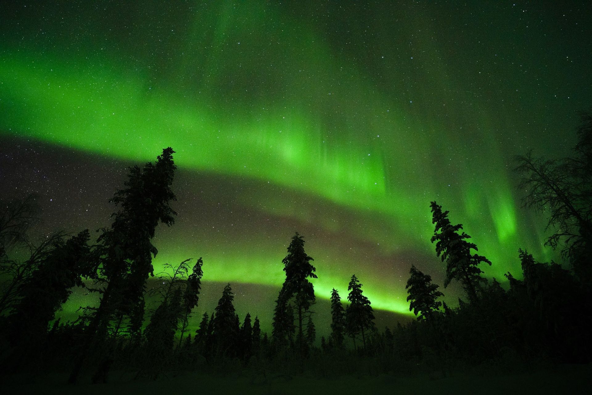 Green northern lights over a snowy pine forest near Rovaniemi