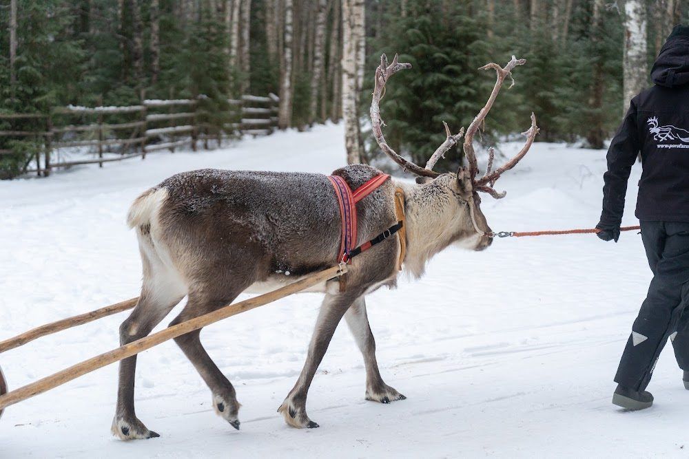 Reindeer pulling a sleigh