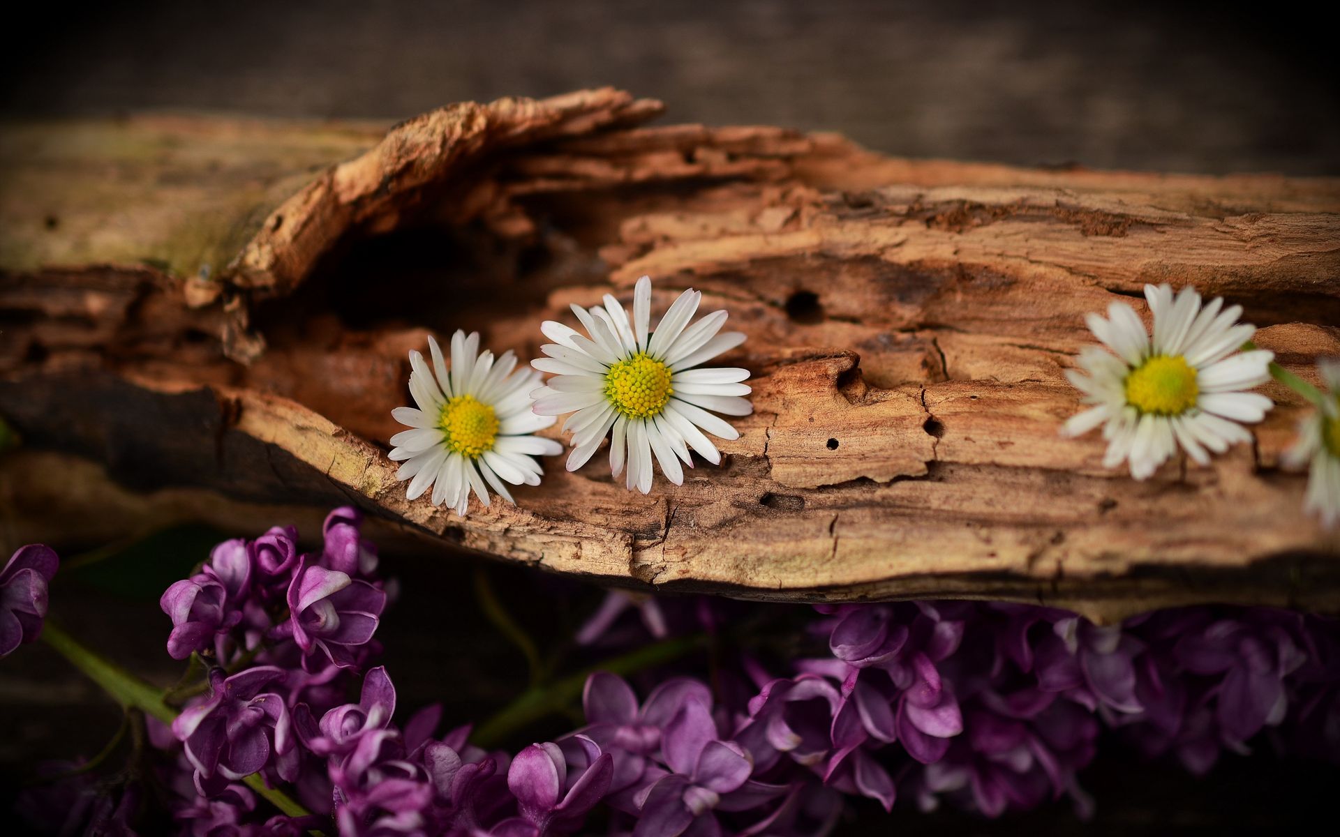White daisies on a rustic log above purple flowers.