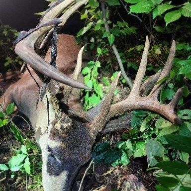Big Bucks, Deer Hunting, Big Buck Adventures, Bow Hunting, Minnesota Hunting, Deer Mineral, Urine Scents, Rut, Pre Rut.