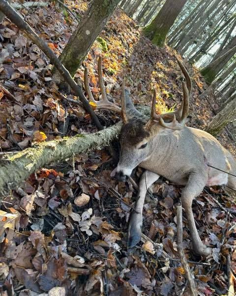 Big Bucks, Deer Hunting, Clover Mix, Brassica Mix, Buck Preorbital, Tarsal Glands, Mock Scrapes, Soybeans for Food Plots.