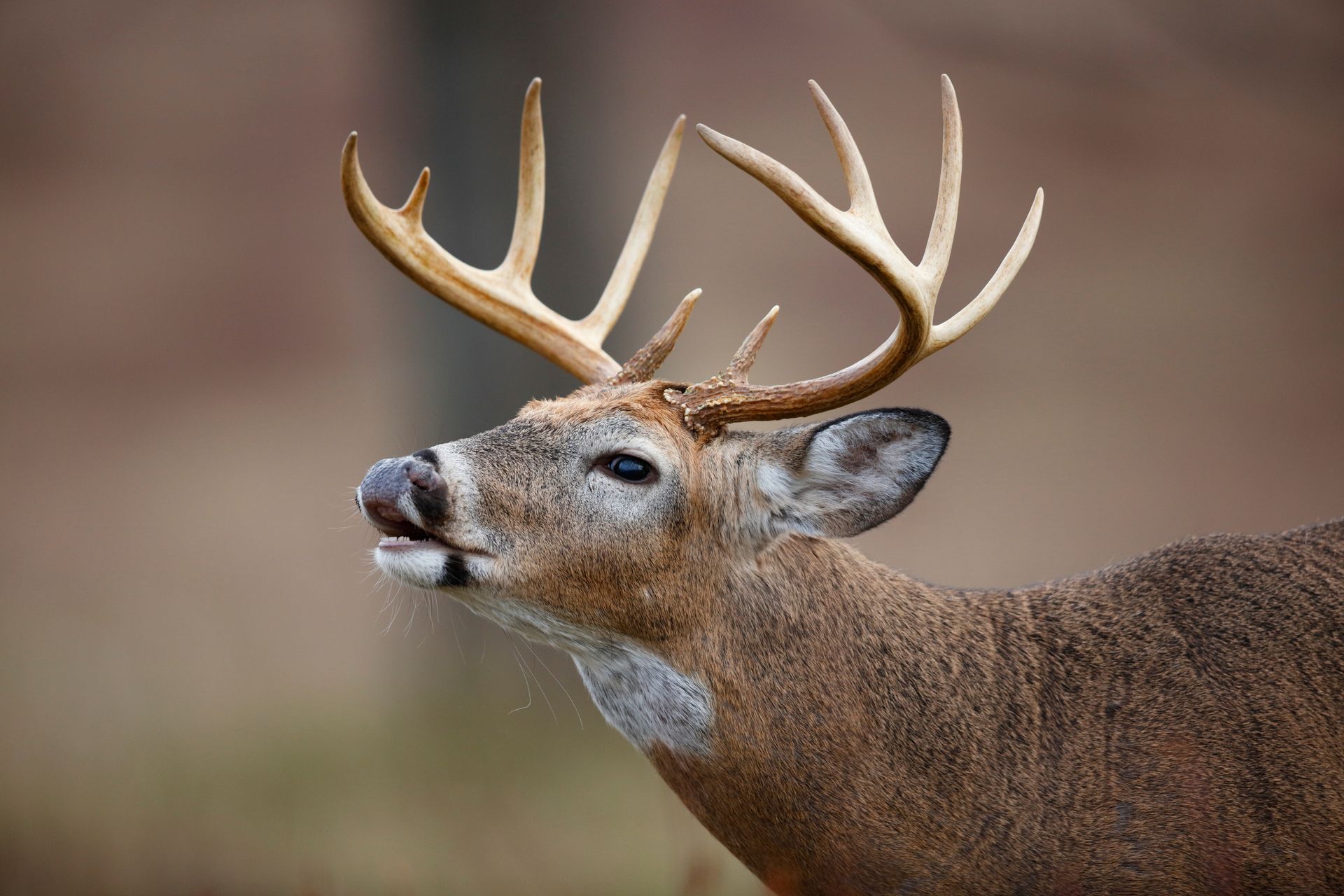 Gland Lure Scents, Urine Scents, Glandular Scents, Mock Scrapes, Deer Hunting, Buck Preorbital, Bow Hunting, Gun Hunting.