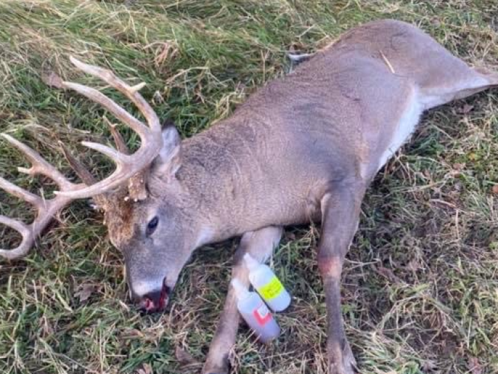 Deer Minerals, Glandular Scents, Mock Scrapes, Hanging Ropes for Mock Scrapes, Tarsal Glands, Urine Scents, Rut, Pre Rut.