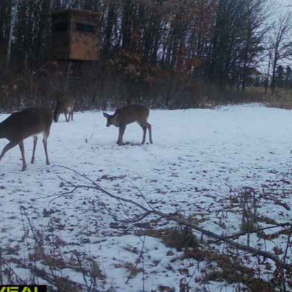 Deer Hunting, Minnesota Hunting, Mock Scrapes, Buck Preorbital, Deer Mineral, Urine Scents, Glandular Scents, Rut, Big Bucks