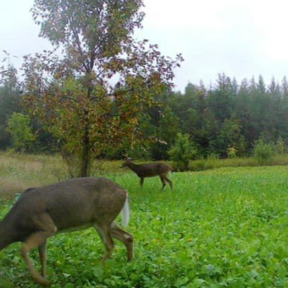 Clover Mix, Brassica Mix, Mock Scrapes, Buck Preorbital, Deer Mineral, Urine Scents, Glandular Scents, Rut, Big Bucks