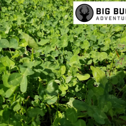 Deer Hunting, Minnesota Hunting, Clover Mix, Brassica Mix, Mock Scrapes, Buck Preorbital, Deer Mineral, Urine Scents.