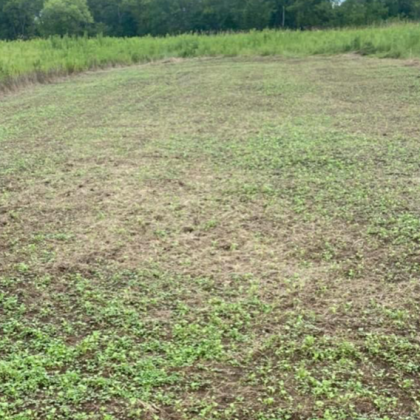 Food Plot Seed Mixes, Clover Mix, Brassica Mix, Soybeans for Food Plots, Food Plots, Deer Mineral, Tarsal Glands.