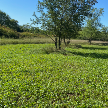 Food Plot Seed Mixes, Clover Mix, Brassica Mix, Soybeans for Food Plots, Food Plots, Deer Mineral, Tarsal Glands, Big Bucks.