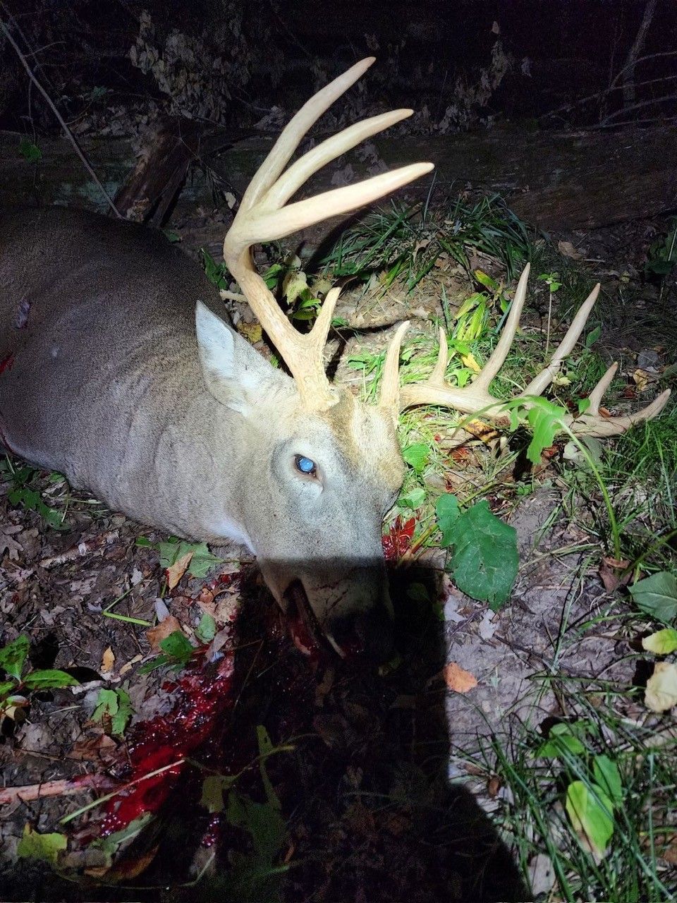 Big Bucks, Deer Behavior, Deer Hunting, Rut, Pre Rut, Bow Hunting, Gun Hunting, Minnesota Hunting, Testimonial, Site Review.
