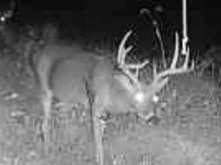 Midwest Hunting, Urine Scents, Glandular Scents, Mock Scrapes, Deer Hunting, Buck Preorbital, Bow Hunting, Gun Hunting.