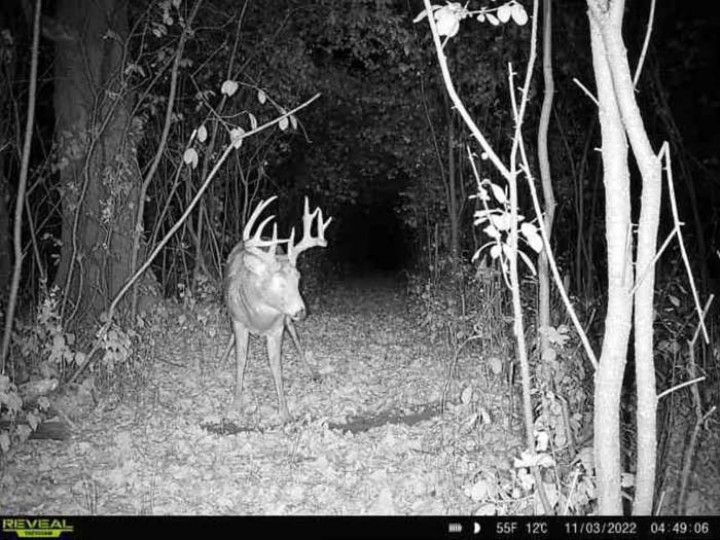 Midwest Hunting, Urine Scents, Glandular Scents, Mock Scrapes, Deer Hunting, Buck Preorbital, Tarsal Glands, Gun Hunting.