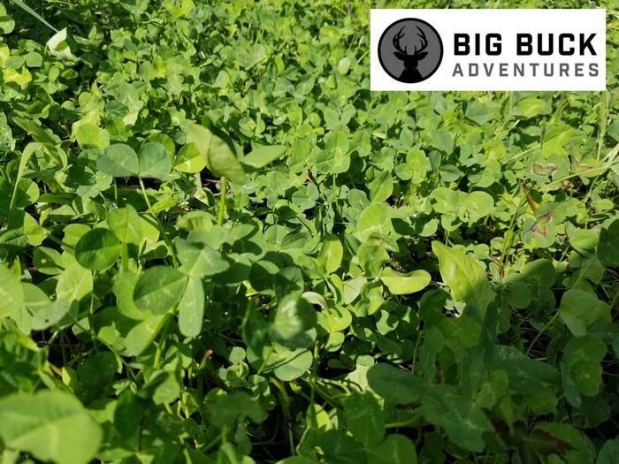 Food Plot Seed Mixes, Clover Mix, Brassica Mix, Soybeans for Food Plots, Food Plots, Deer Mineral, Tarsal Glands, Big Bucks.