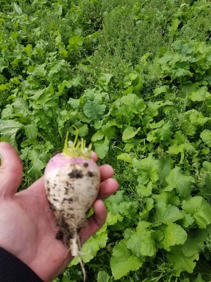 Food Plot Seed Mixes, Clover Mix, Brassica Mix, Soybeans for Food Plots, Food Plots, Deer Mineral, Deer Hunting, Deer Herd.