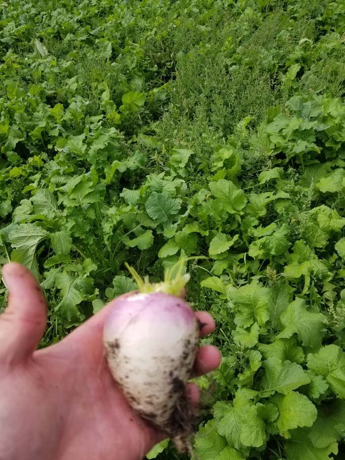 Food Plot Seed Mixes, Clover Mix, Brassica Mix, Soybeans for Food Plots, Food Plots, Deer Mineral, Deer Hunting, Deer Herd.