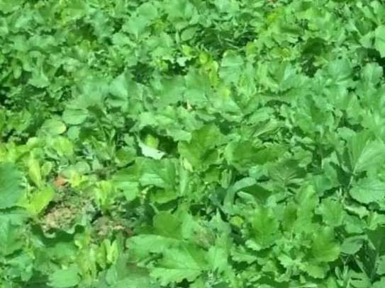 Food Plot Seed Mixes, Clover Mix, Brassica Mix, Soybeans for Food Plots, Food Plots, Deer Mineral, Tarsal Glands, Big Bucks.