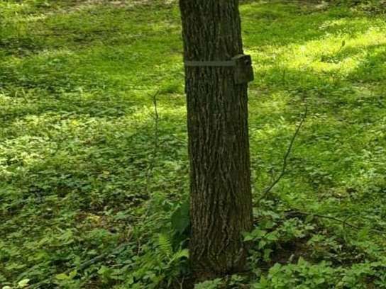 Food Plot Seed Mixes, Clover Mix, Brassica Mix, Soybeans for Food Plots, Food Plots, Deer Mineral, Big Bucks, Deer Hunting.