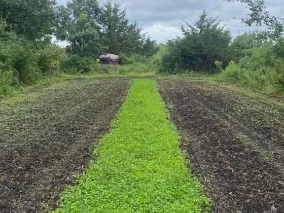 Food Plot Seed Mixes, Clover Mix, Brassica Mix, Soybeans for Food Plots, Food Plots, Deer Mineral, Big Bucks, Deer Hunting.