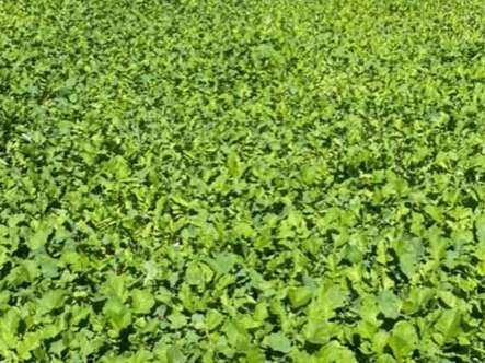 Food Plot Seed Mixes, Clover Mix, Brassica Mix, Soybeans for Food Plots, Food Plots, Deer Mineral, Tarsal Glands, Big Bucks.