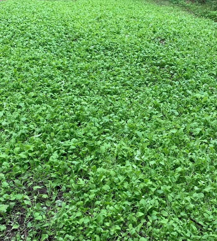 Food Plot Seed Mixes, Clover Mix, Brassica Mix, Soybeans for Food Plots, Food Plots, Deer Mineral, Tarsal Glands, Big Bucks.