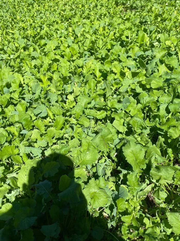 Food Plot Seed Mixes, Clover Mix, Brassica Mix, Soybeans for Food Plots, Food Plots, Deer Mineral, Deer Hunting, Deer Herd.