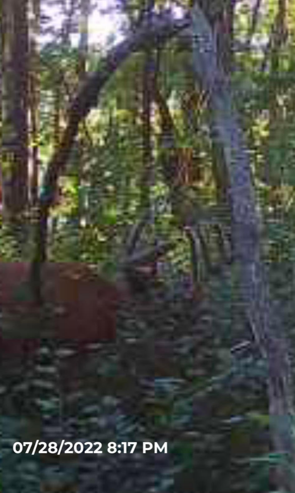 Big Bucks, Deer Hunting, Deer Minerals, Deer Behavior, Bow Hunting, Gun Hunting, Clover Mix, Brassica Mix.