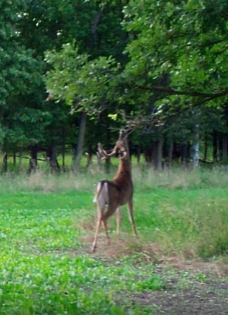Deer, Deer Hunting, Bow Hunting, Deer Behavior, Gun Hunting, Food Plot Seed Mixes, Deer Mineral, Rut, Pre Rut.