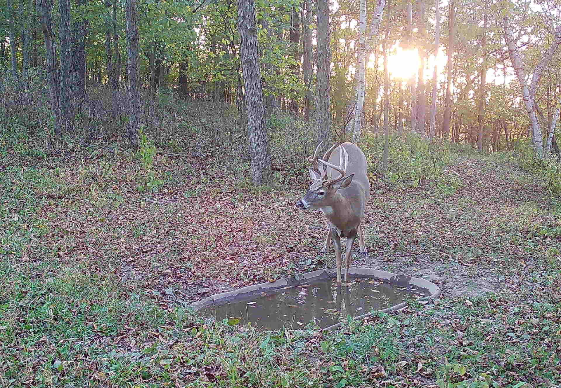 Deer Behavior, Deer Hunting, Big Bucks, Bow Hunting, Gun Hunting, Buck Preorbital, Urine Scents, Glandular Scents.