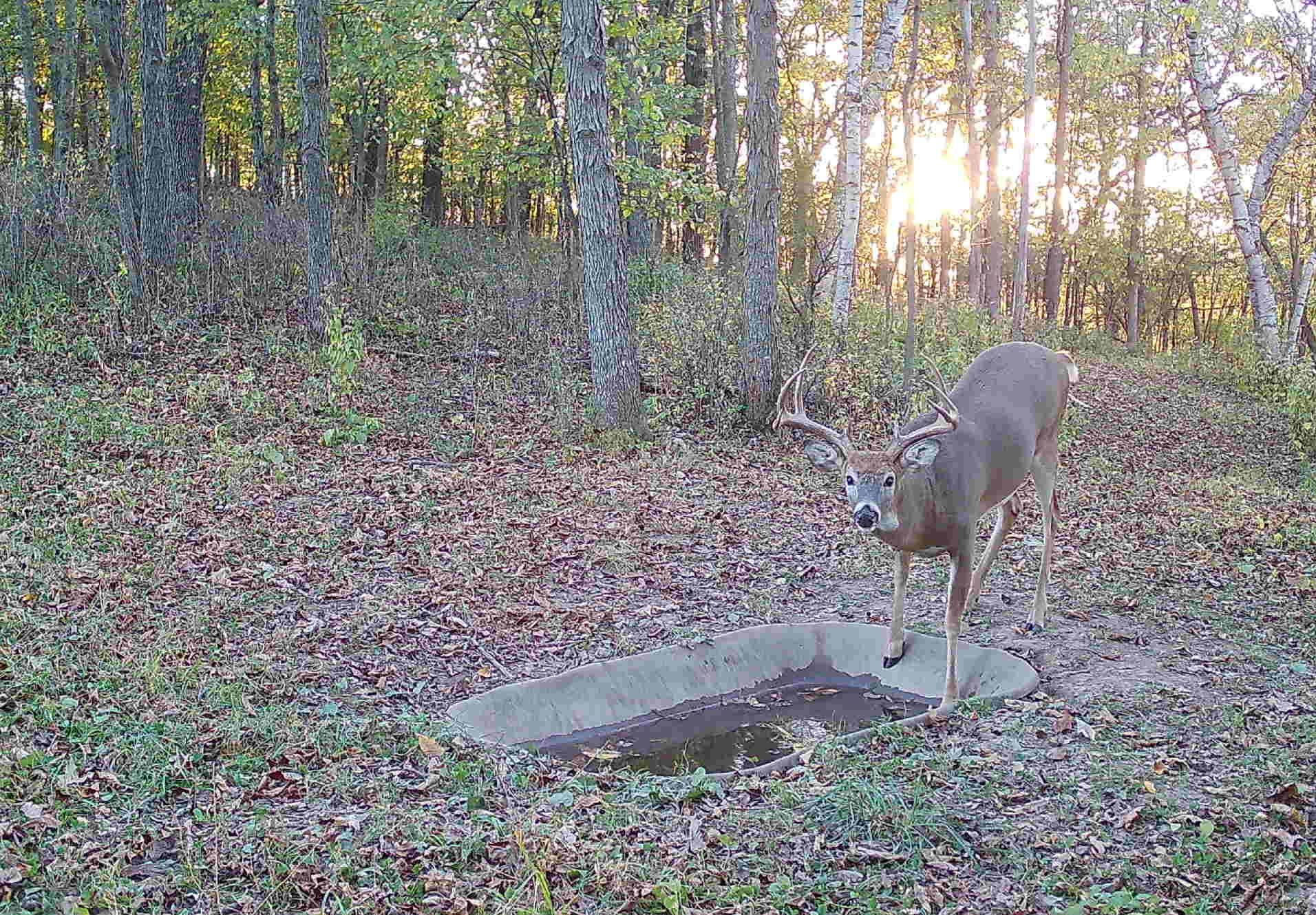 Deer Behavior, Deer Hunting, Big Bucks, Bow Hunting, Gun Hunting, Urine Scents, Glandular Scents, Deer Mineral, Rut, Pre Rut.