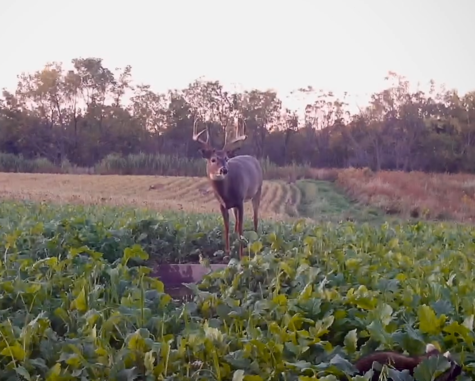 Deer Behavior, Deer Hunting, Big Bucks, Bow Hunting, Gun Hunting, Buck Preorbital, Urine Scents, Glandular Scents.