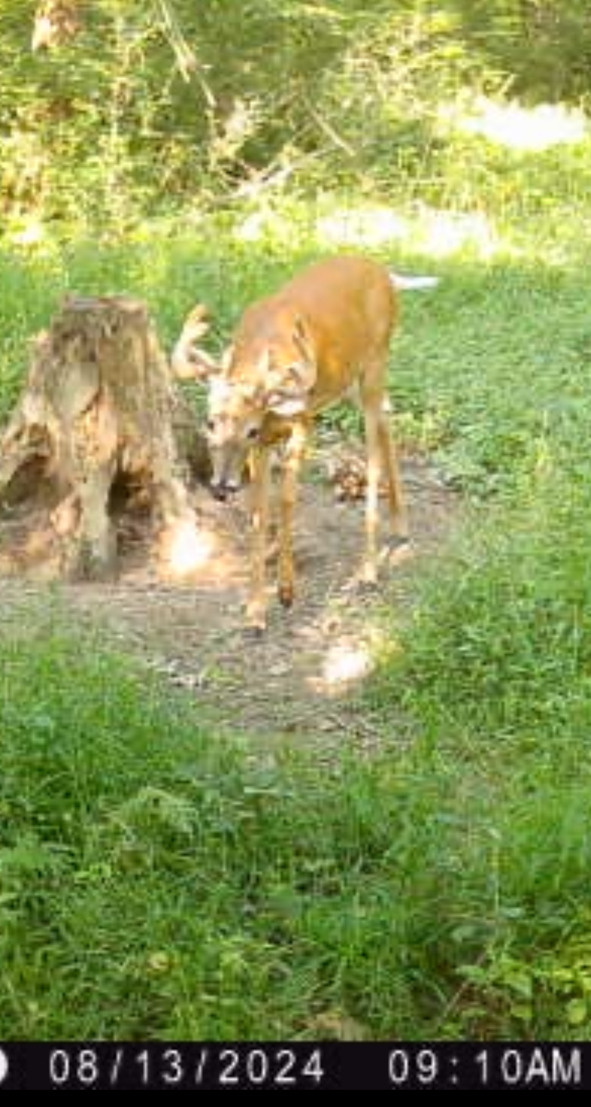 Big Bucks, Big Bucks Adventures, Deer Hunting, Deer Minerals, Deer Behavior, Bow Hunting, Gun Hunting, Minnesota Hunting.