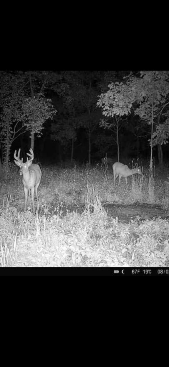 Deer Minerals, Pre Rut, Rut, Soybeans for Food Plots, Buck Preorbital, Tarsal Glands, Urine Scents, Glandular Scents.
